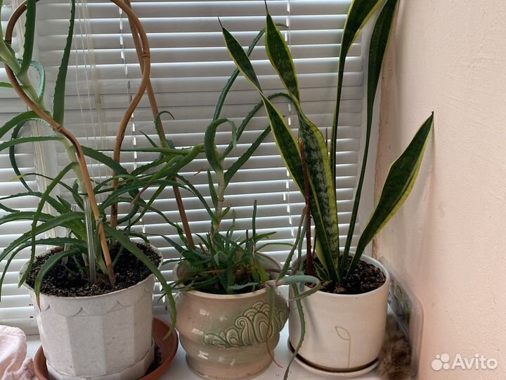 Комнатные цветы