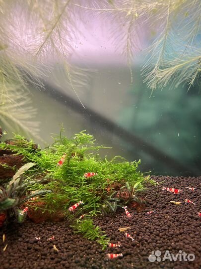 Аквариумные креветки