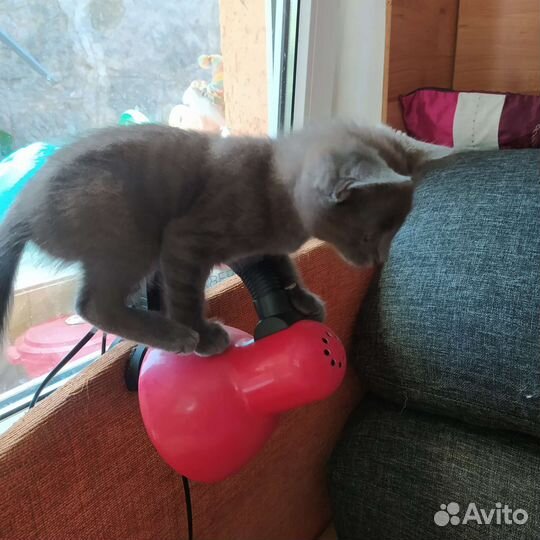 Котёнок в хорошие руки