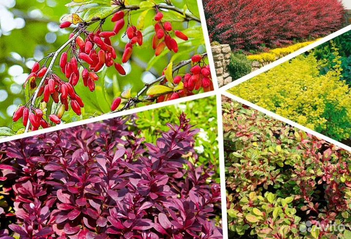 Саженцы декоративных кустарников, роз