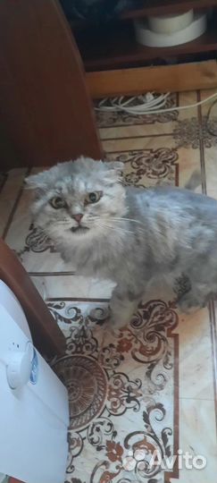 Кот в добрые руки