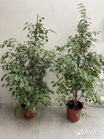 Фикус Бенджамина