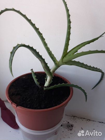 Алоэ лечебный