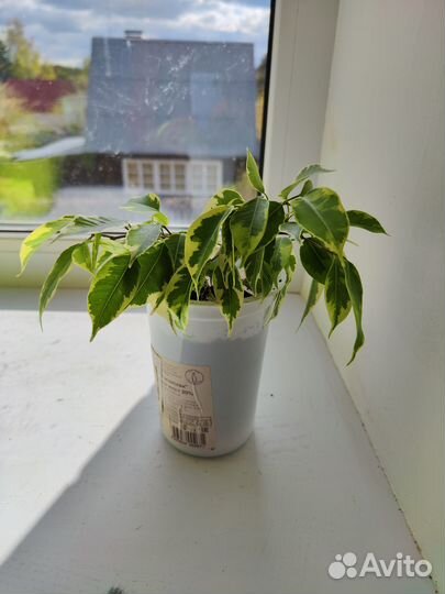 Фикус бенджамина