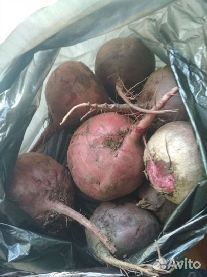 Свекла домашняя