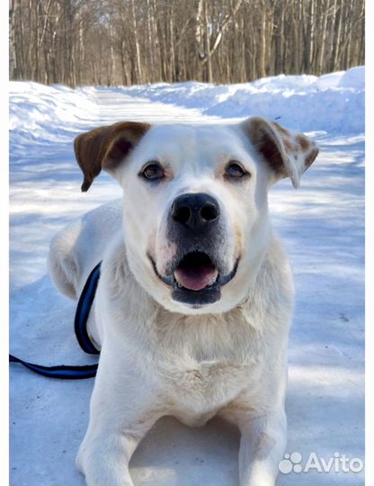 Преданный Арчи ищет дом