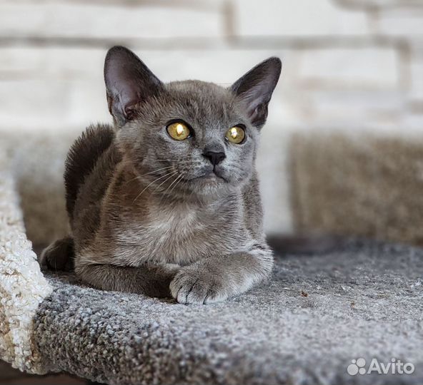 Бурманские (бурма)котята