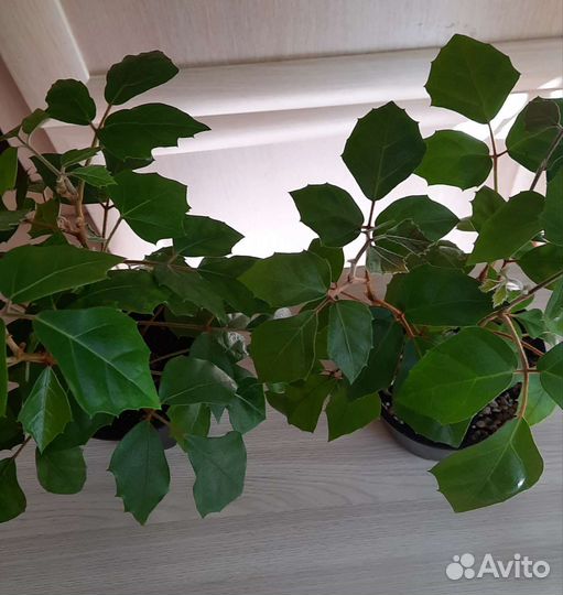 Берёзка,Молочай,Рео