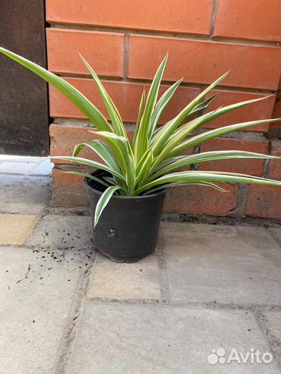 Хлорофитум