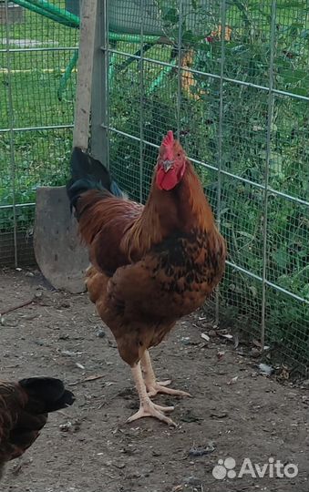 Петух кучинской юбилейный 5,5 месяца
