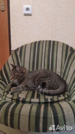 Домашний кот