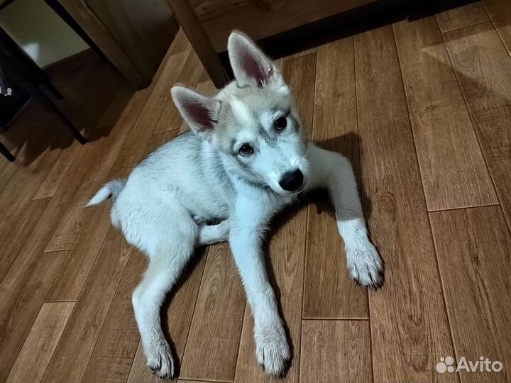 Сибирский хаски