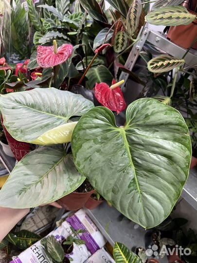 Филодендрон Мамей