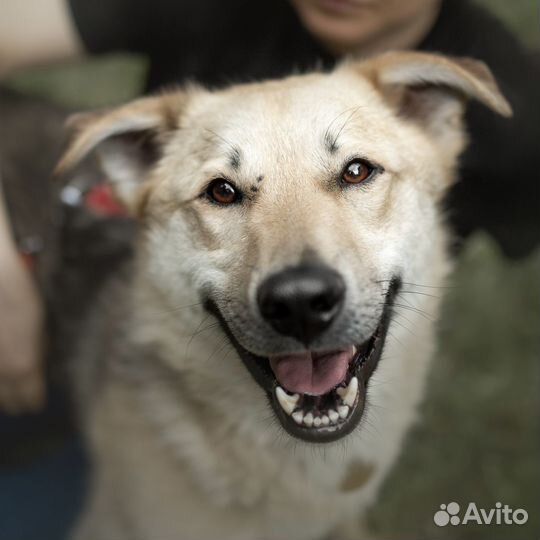 Собака-улыбка в добрые руки