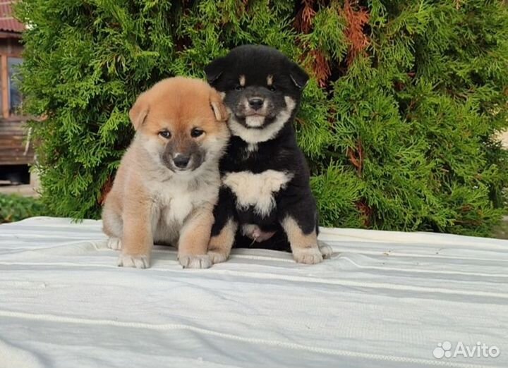 Сиба-ину спб