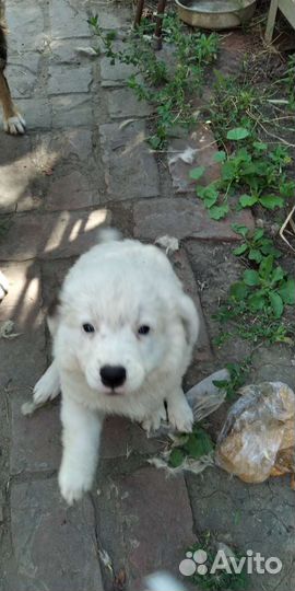 Щенок девочка