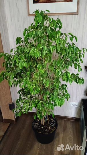 Фикус пестролистный 1.5 м
