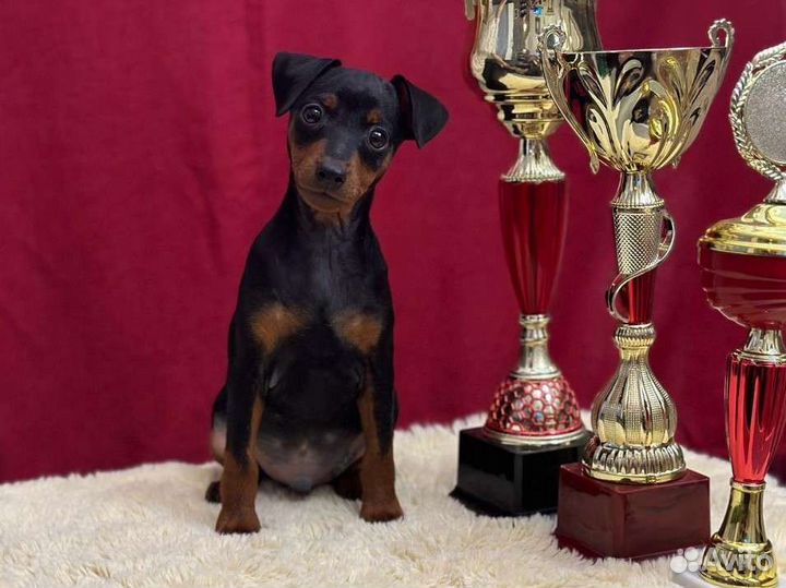 Щенок цвергпинчер