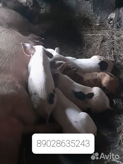 Быки, тёлка, Поросята