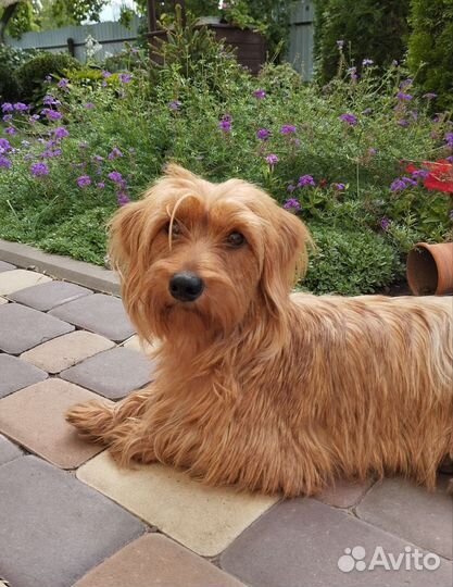 Норвич терьер