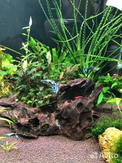 Гуппи и креветки