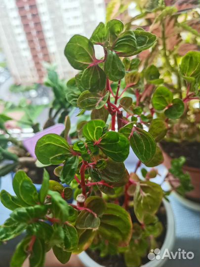 Колеусы, традесканция, ирезине