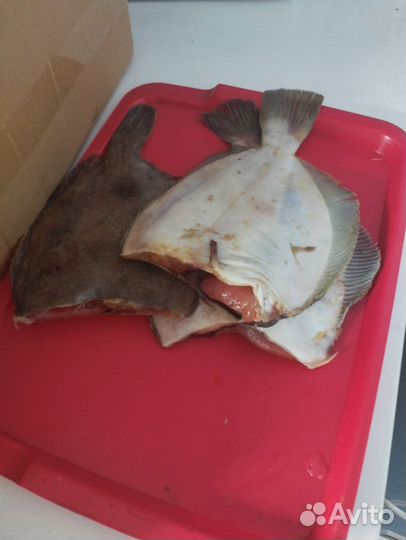 Камбала, Ёрш