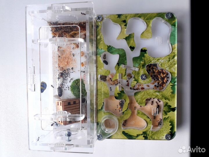 Муравьиная ферма с муравьями