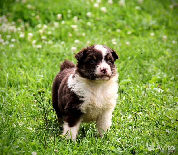 Щенки пастушьей собаки, австралийской овчарки