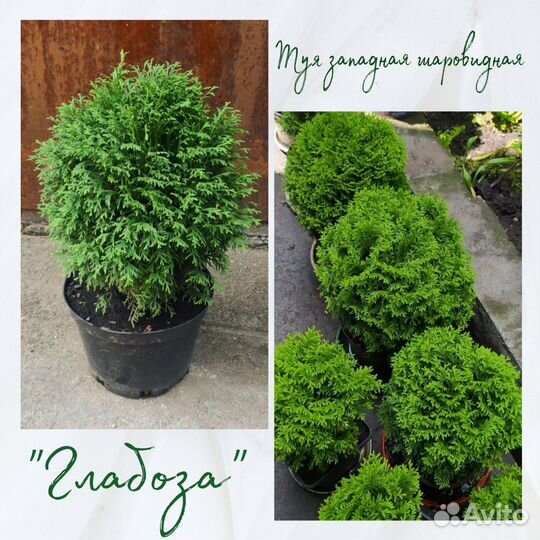 Хвойные растения