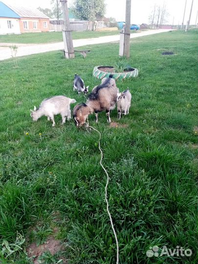 Коза и 3 козленка