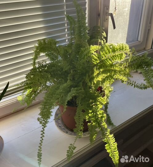 Папоротник