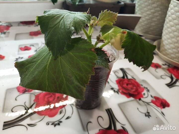 Бегония элатиор