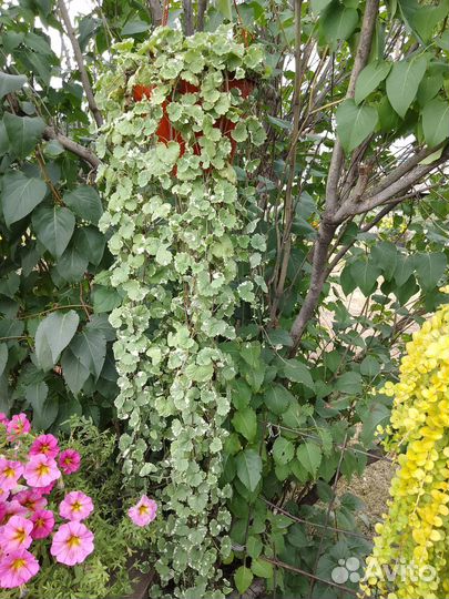 Ампельные растения