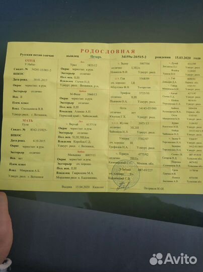 Щенки русской пегой гончей