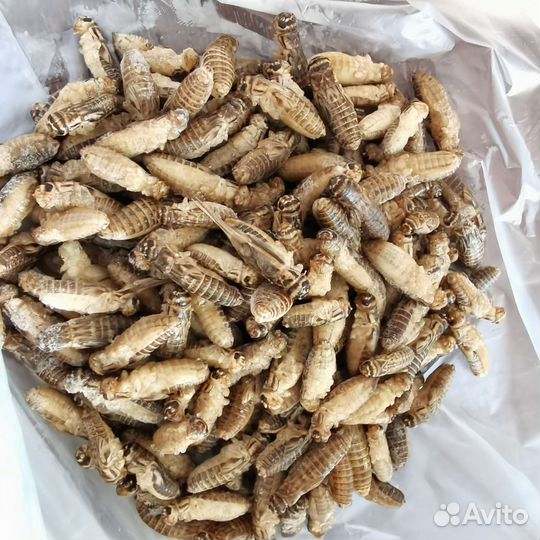 Сверчки домовые предимаго замороженные