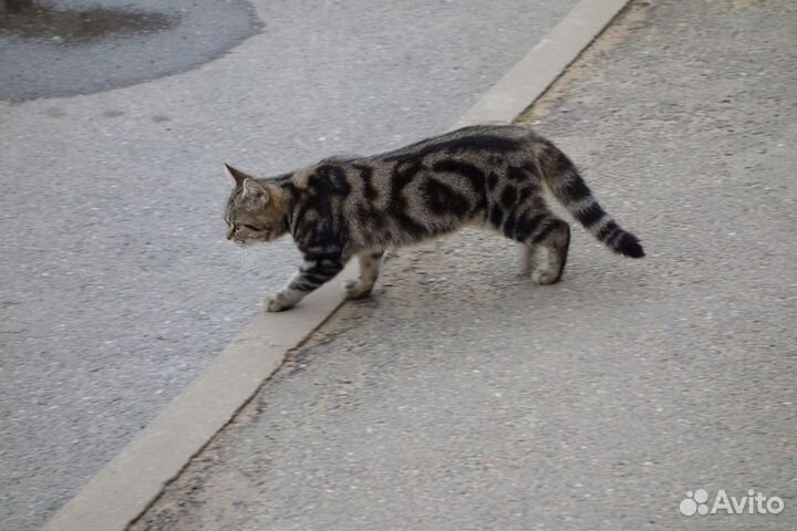 Котенок породы сококе 8 мес