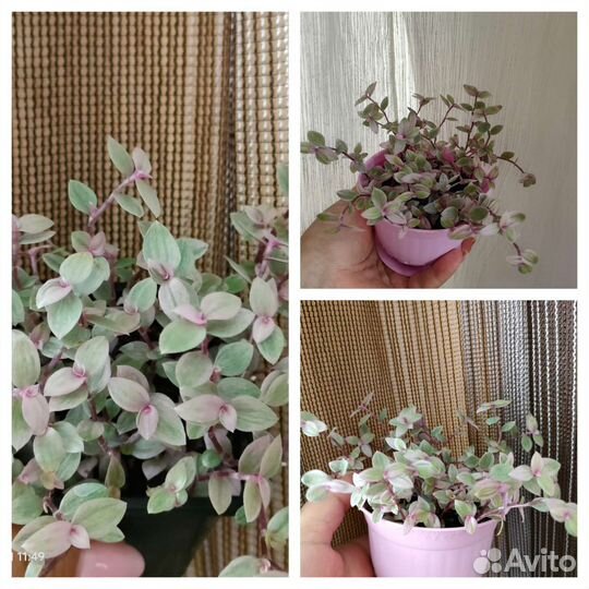 Каллизия розовая и Крибо