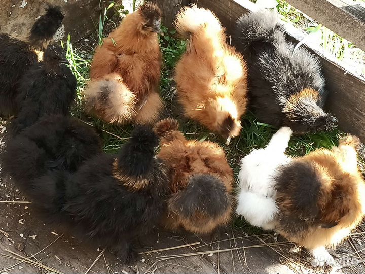 Цыплята китайские шелковые