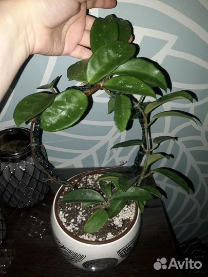 Хойя Карноза кринкл 8