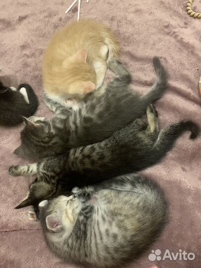 Котята в добрые руки