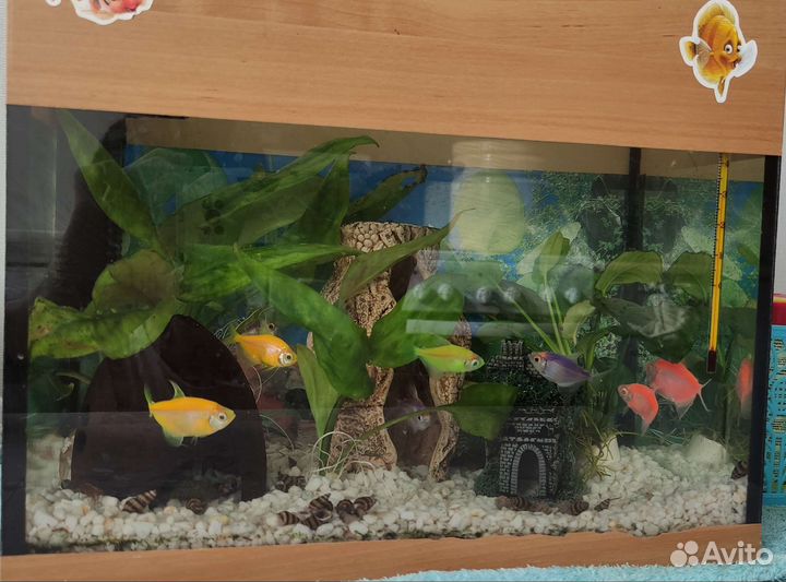Аквариум со всем содержимым