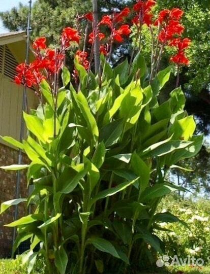 Клубни канны