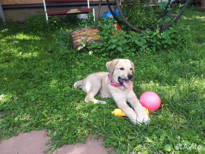 Ретривер метис