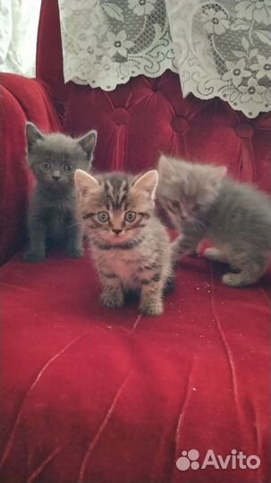 Котята отдам бесплатно