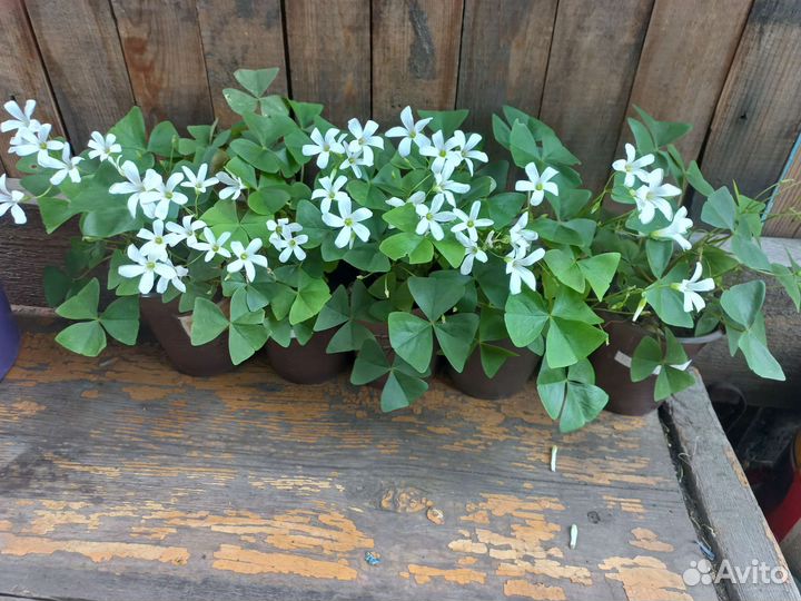 Кислица оксалис