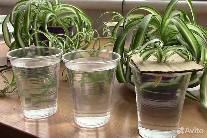 Комнатное растение. Хлорофитум