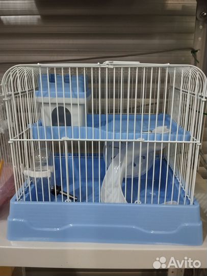 Джунгарский хомяк