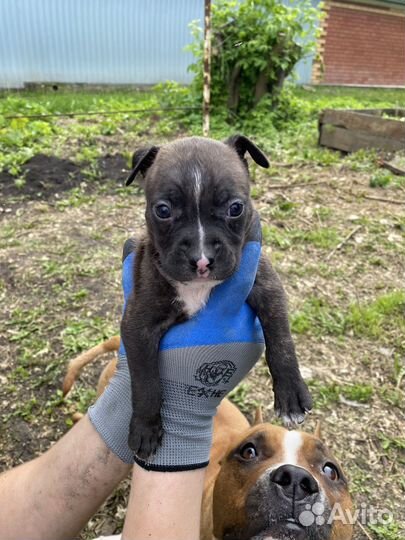 Продам щенят стаффордов