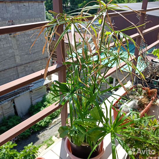 2 в 1. Циперус + Анредера